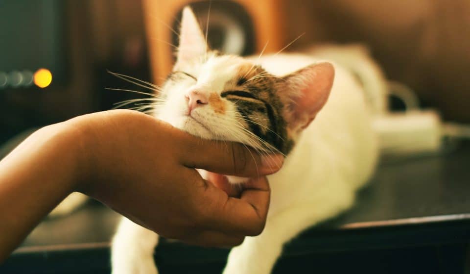 Gatcha: apaixonados por gatos vão adorar o ‘cat café’ em São Paulo