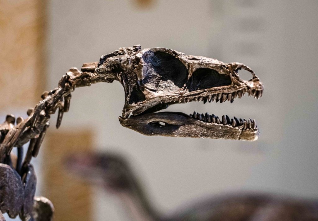 exposição dinossauros Patagotitan – O maior do mundo