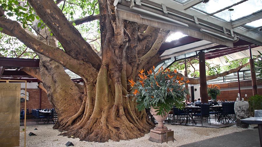 A Figueira Rubaiyat  restaurantes mais bonitos de são paulo