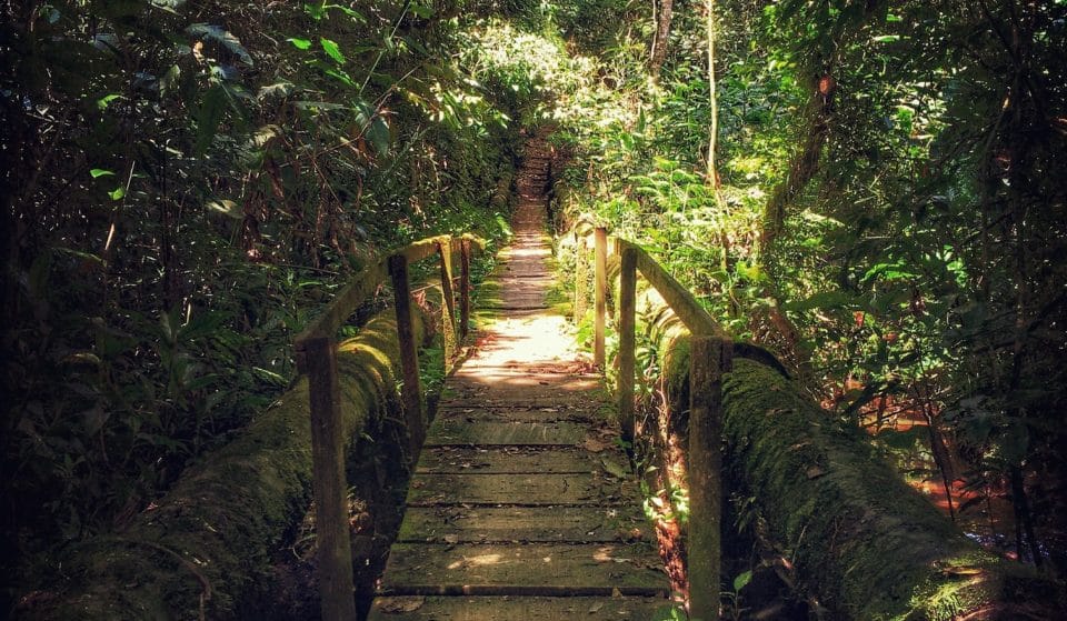 5 parques e reservas naturais próximas a São Paulo para aproveitar a natureza